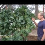 tree collards