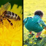 dandelion-bees