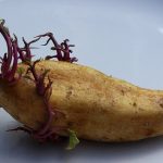 potato