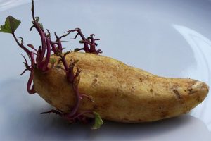 potato