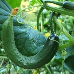 cucumber-1681504_640