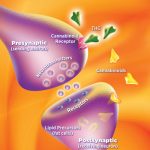 endocannabinoid