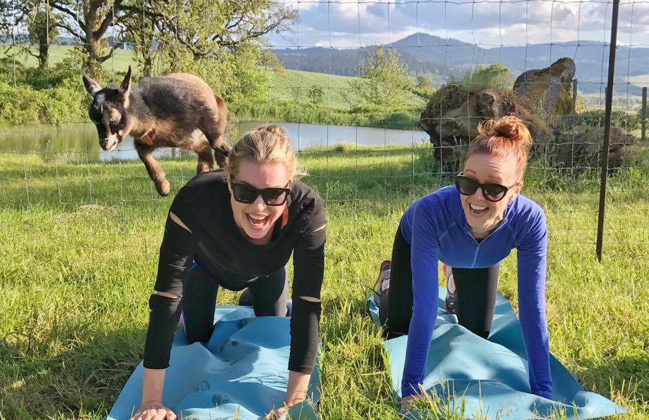 goat yoga