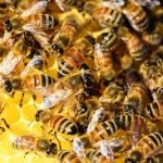 bees
