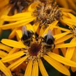 bees