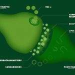 Endocannabinoid_system