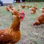 DIY chicken feeder
