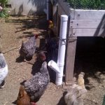 DIY chicken feeder