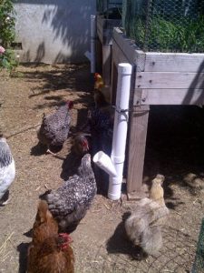 DIY chicken feeder