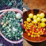 ripen green tomatos indoors