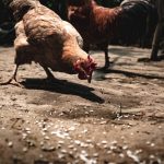 agriculture_animal_beak_bird_chicken_daytime_farm_feather-1169914.jpg!d