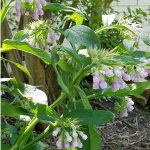 weeds comfrey