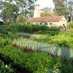 biointensive gardening