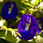 butterfly pea