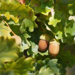 How to Cook with Acorns