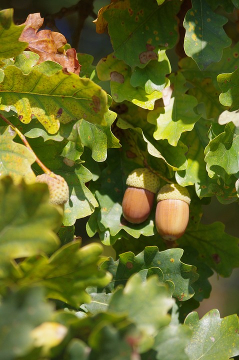 How to Cook with Acorns