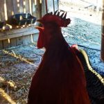 frostbite in chickens