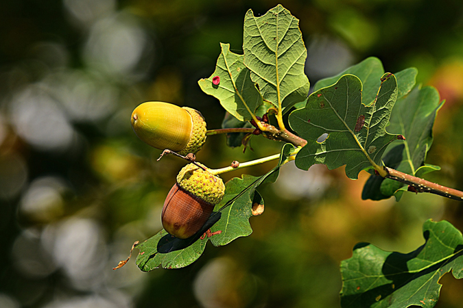 how to eat acorns