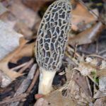 Morel Mushroom