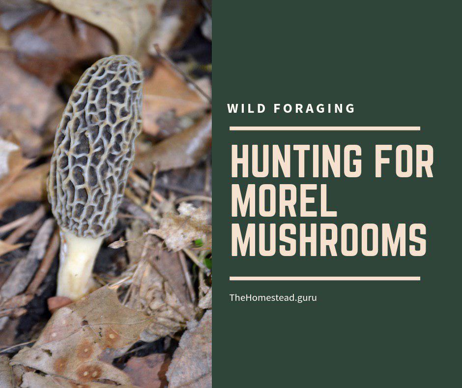 Morel Mushroom hunting