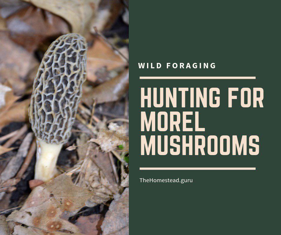 hunting morel mushrooms