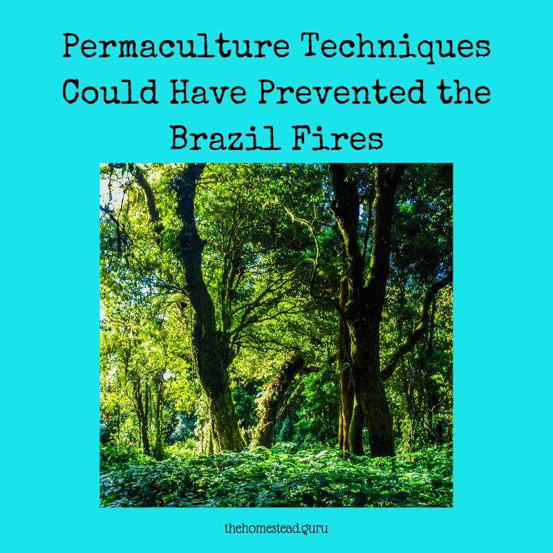 permaculture brazil fires