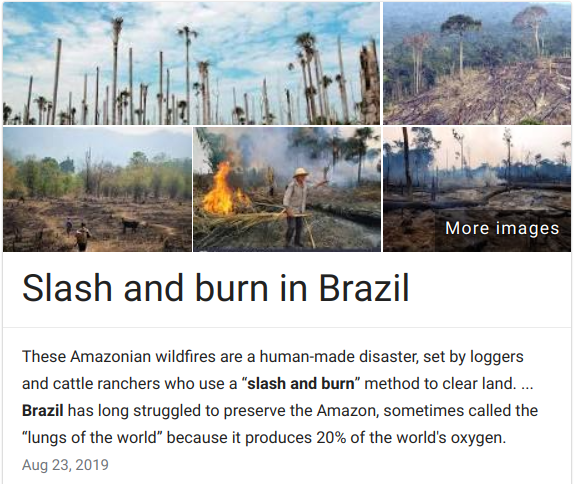 slash and burn brazil