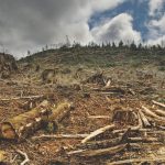 permaculture brazil fires