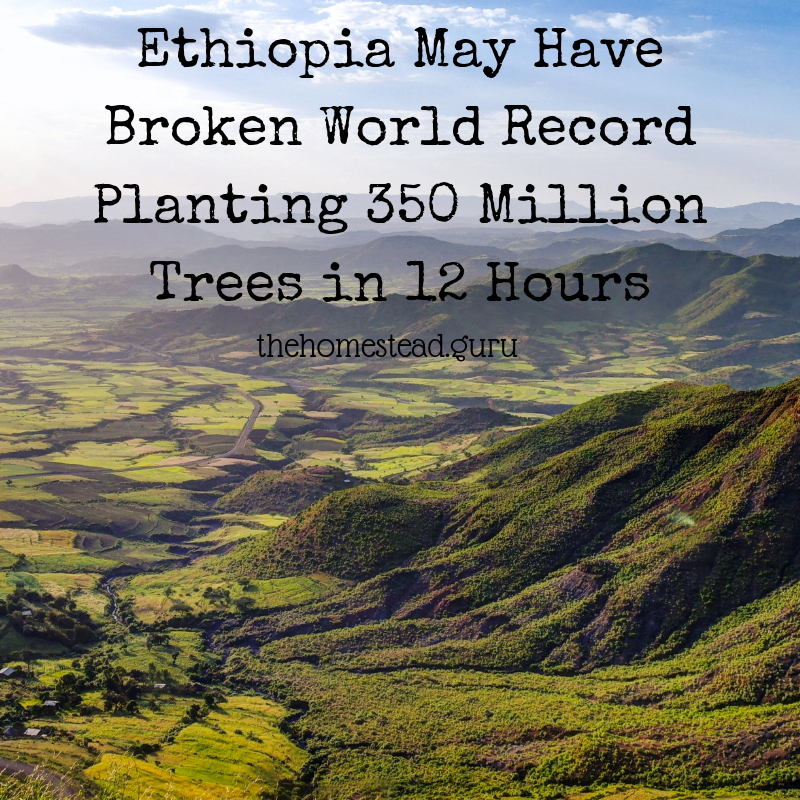 Ethiopia May Have Broken World Record Planting 350 Million Trees in 12 Hours