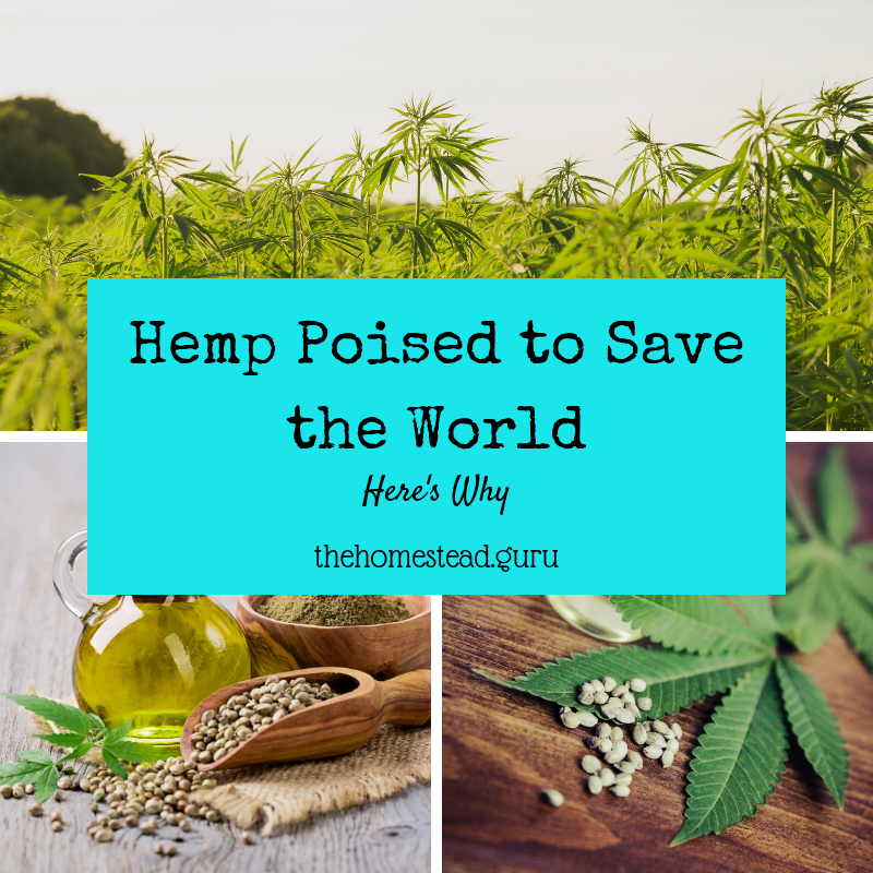 hemp