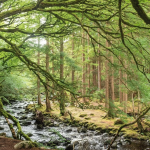 ireland to plant trees