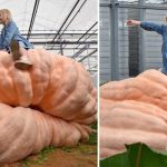 Giant Pumpkins