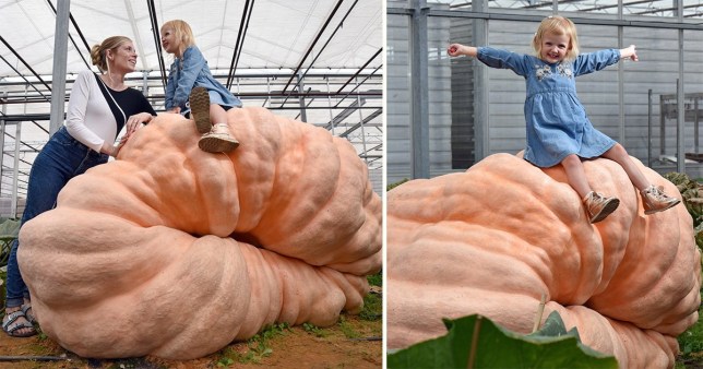 Giant Pumpkins