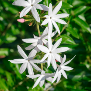 Jasmine anxiety supplement