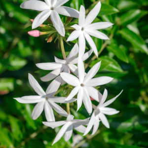 Jasmine anxiety supplement 