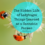 hidden life of ladybugs