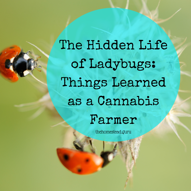 ladybugs