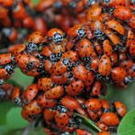lady bugs