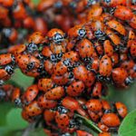 ladybugs