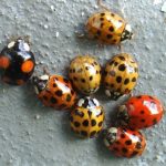 lady bugs