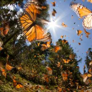 monarch migration