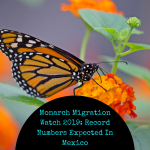 Monarch Miragtion Watch 2019_ Record Numbers Expected In Mexico
