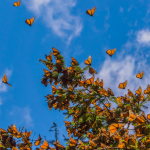 Monarch Miragtion Watch 2019_ Record Numbers Expected In Mexico (2)