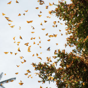 monarch migration