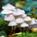 biodegradable fungus