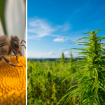 Bees polination image