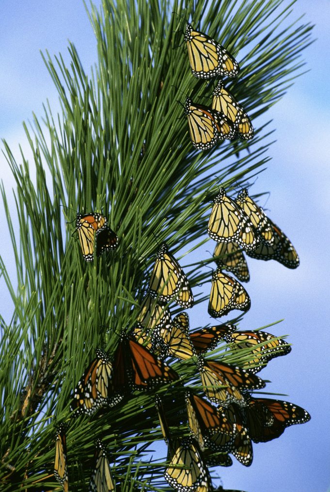 monarch migration