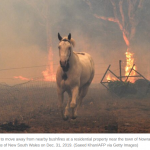 Australia wildfire horse