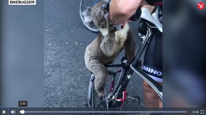 wildfire koala
