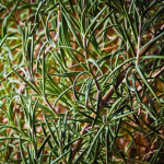 rosemary garden